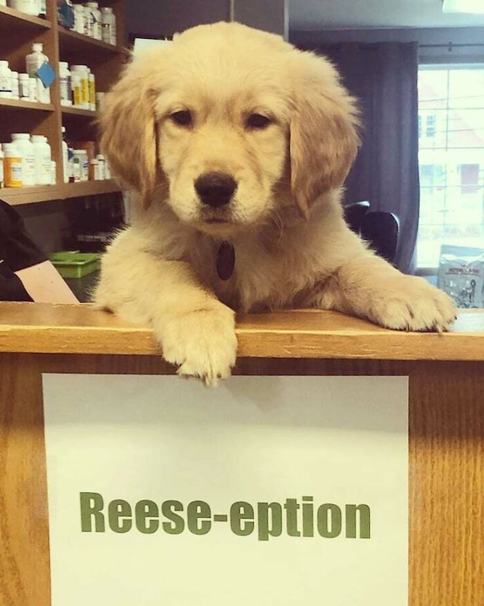 La recepción se convirtió en “Reesepción” desde que Reese, el cachorro del doctor de nuestra clínica, llegó a hacerse cargo del puesto 