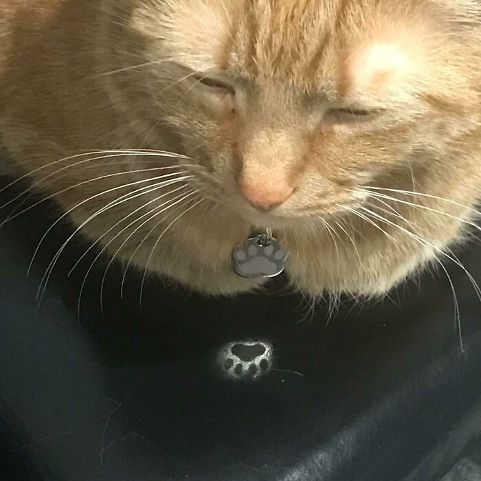 My Cats Tag Reflection
