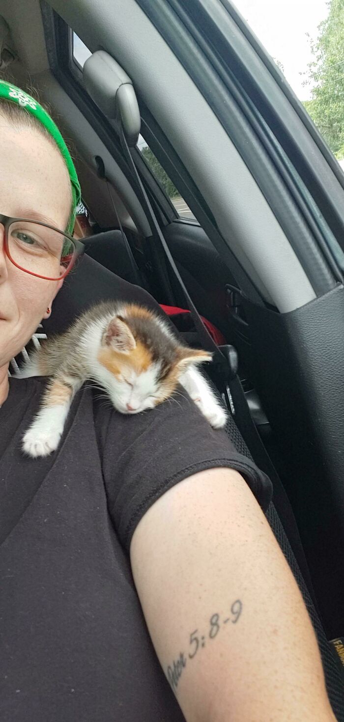 Una gatita callejera exhausta que sabe que ha encontrado un hogar