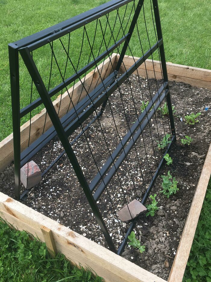 So Someone On My Street Put Two Twin Bed Frames On The Curb. I Made One Into A Trellis