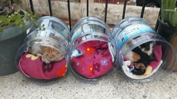 Refugios para gatos callejeros hechos con garrafones de agua