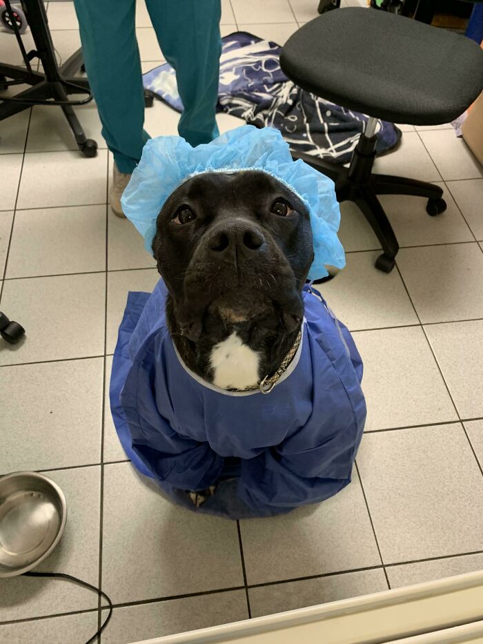 Dogtor Is Ready To Perform Surgery. The Doctor On Surgery Today Felt Like Dressing My Sweet Clara Up Who Was Happy To Sit There For It