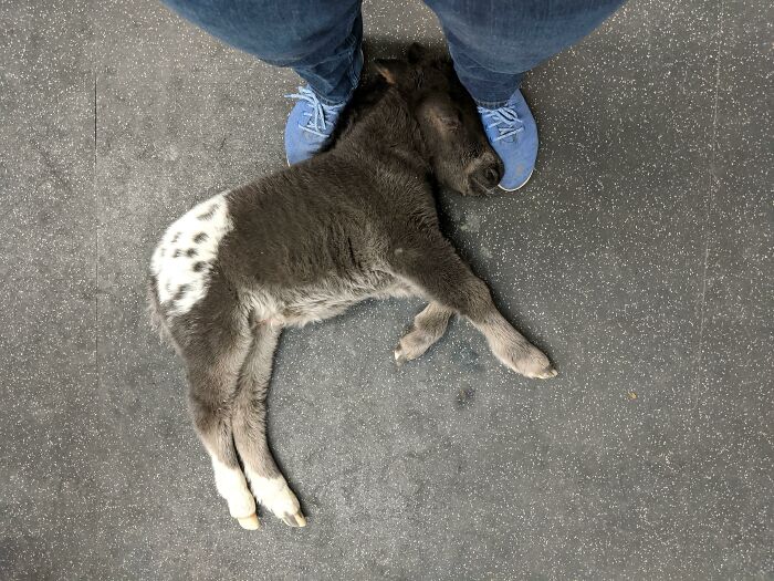 I'm A Horse Vet. This Adorable Little Guy Fell Asleep On My Feet While I Talked To His People