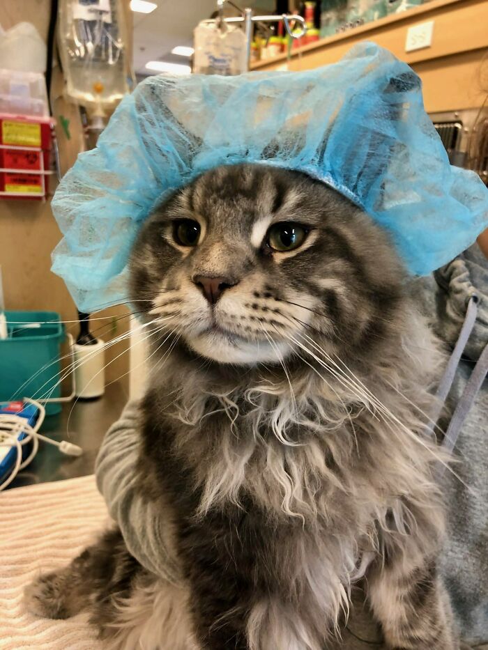 My Baby Huxley Is Going Into Surgery Right Now, The Vet Techs Sent Me This