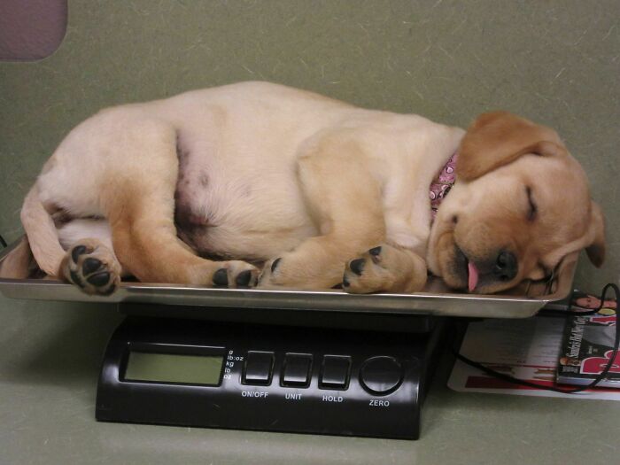 Two Years Ago Today, Nala Fell Asleep On The Scale At Her First Visit To The Vet