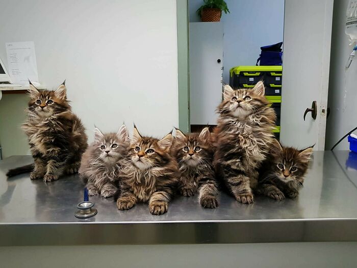 Gatitos maine coon de 9 semanas esperando su revisión con el veterinario