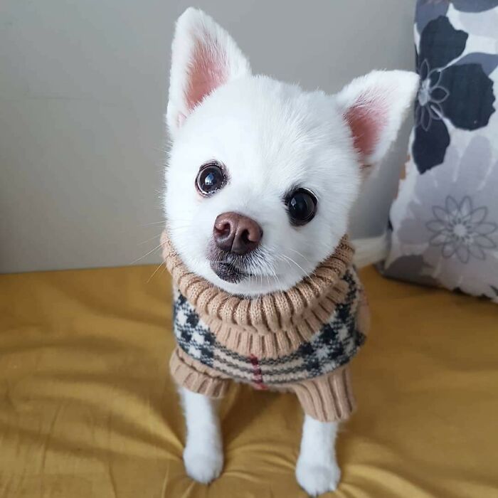 I Work At A Vet Clinic Where My Senior Rescue Sits On The Reception Desk, Greeting Everyone And Charming Them Into Giving Her Lots Of Treats. One Of Our Clients Bought Her An Authentic Burberry Sweater. So Spoiled