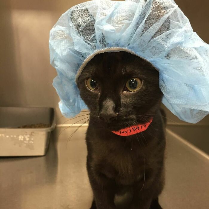 Vet Sent Us This Picture Of Our Kitten Before He Got Neutered