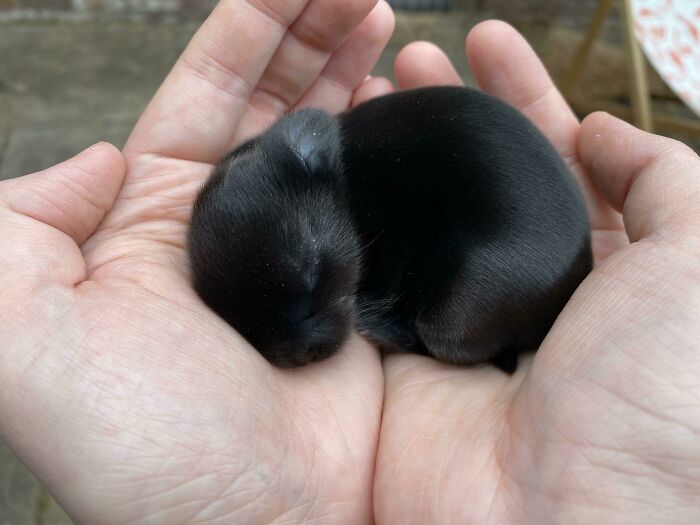 My Mum's Colleague Has A Litter Of 5-Day-Old Bunnies, So We Went To See Them, And This Gorgeous Baby Fell Asleep In My Hands. I Think I've Been Chosen