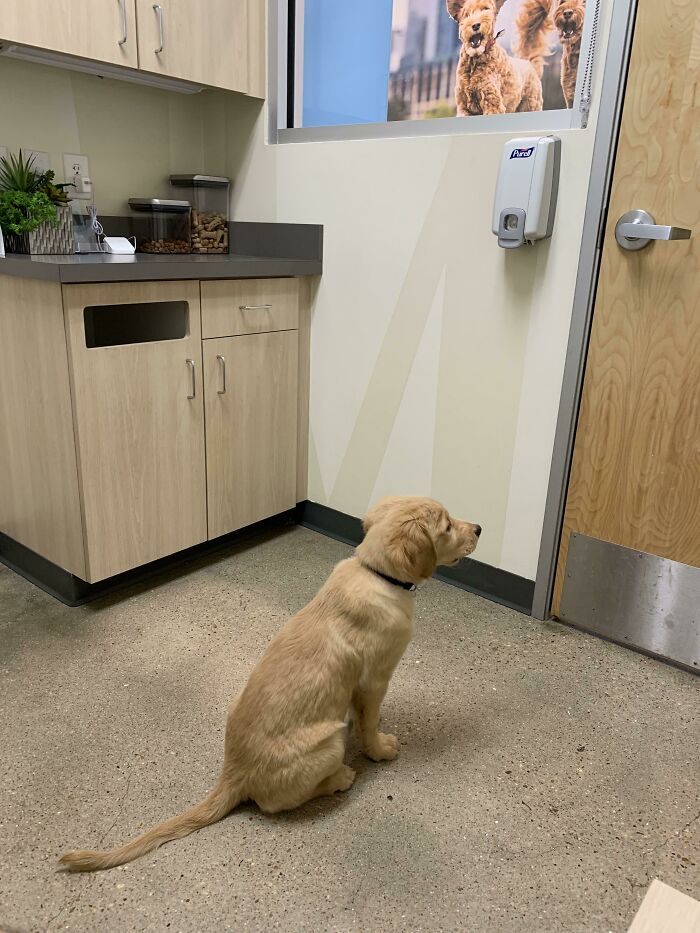 Golden Boye Has A Crush On His Vet. Can’t Wait For Her To Come Back