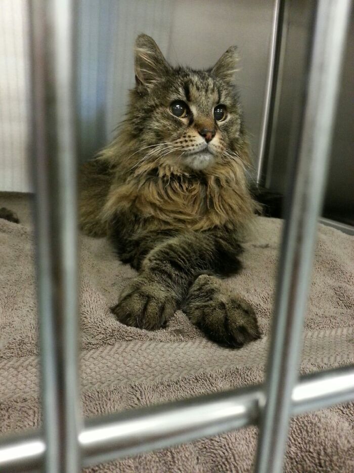 Girlfriend Is A Vet Tech, She Sends Me Photos Of Handsome Animals Like This All The Time
