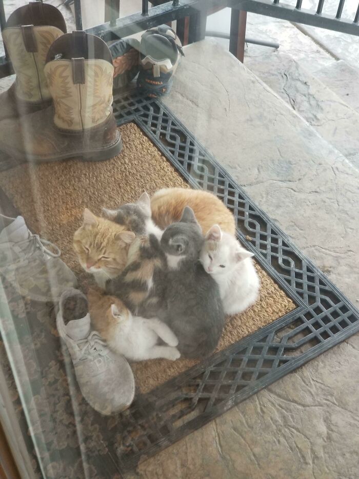 My Parents' Barn Cat Cuddling With The New Foster Kittens On Their Back Porch This Morning. We Were Worried He Wouldn't Like Them
