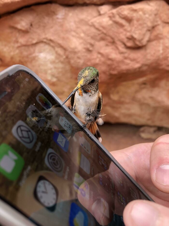A Hummingbird Chilled On My Phone Today