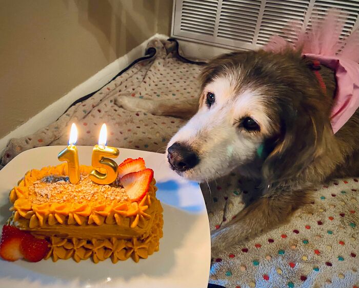 Dulce perrita celebrando sus 15 años