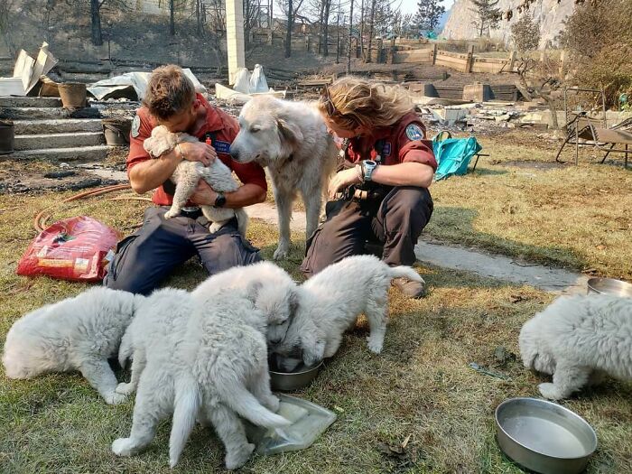 Después de que un incendio destruyera la casa familiar, los bomberos salvaron a los animales que quedaban y les trajeron comida y agua