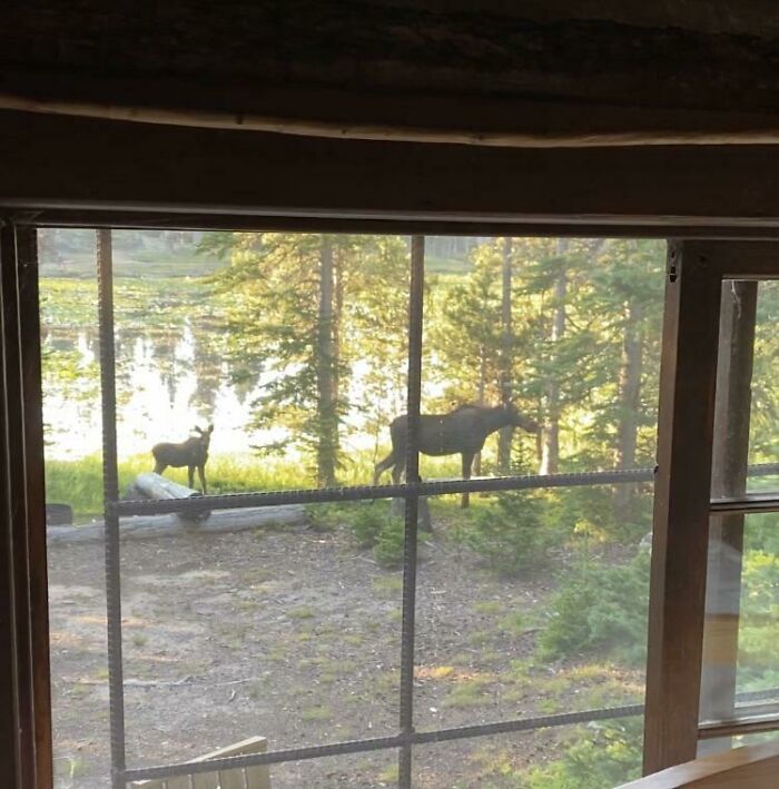 La vista de mi ventana a las 6 am esta mañana en mi cabaña construida en 1922. La vida es buena