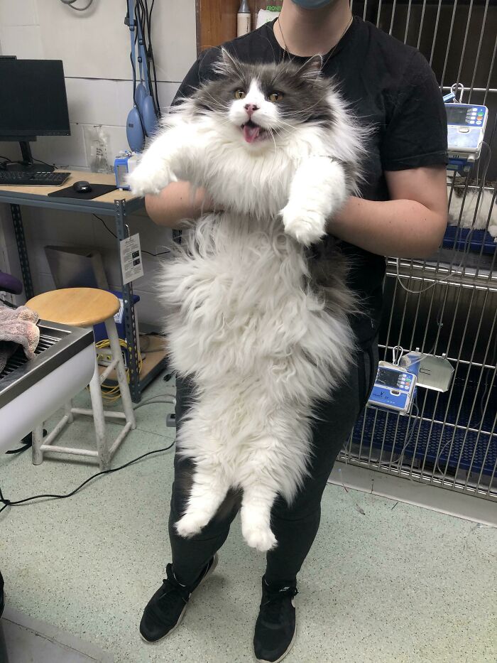 Met This Kitty When He Came In For A Vet Visit. His Name Is Wolfgang