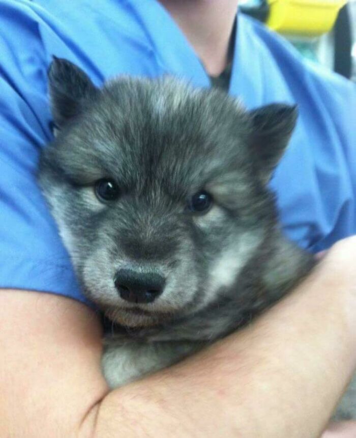 Este cachorro de lobo llegó hoy a nuestra clínica 