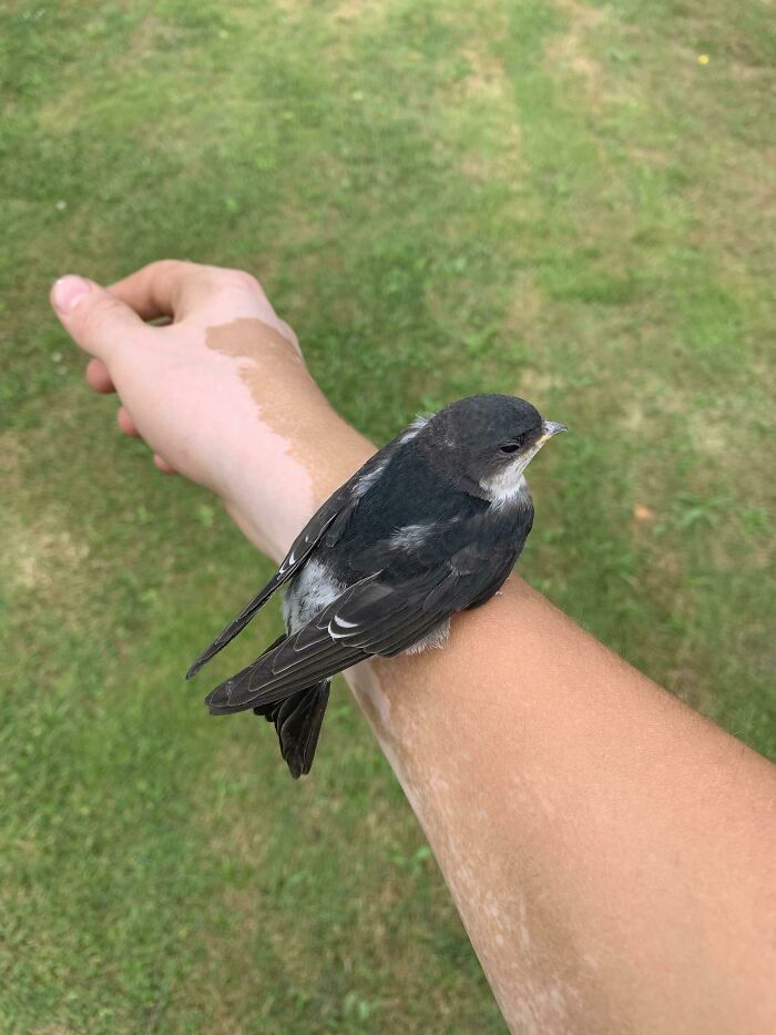 This Little Fella Who Approached Me The Other Day. He Wasn’t Scared At All And Didn’t Even Want To Fly Away. This Doesn’t Usually Happen