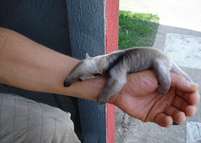 This Is What A Baby Anteater Looks Like