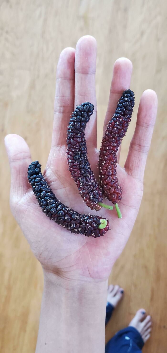 These Mulberries Longer Than My Fingers
