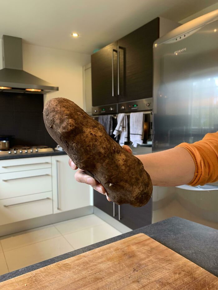 Massive Potato Mum Found In The Sack We Bought This Morning