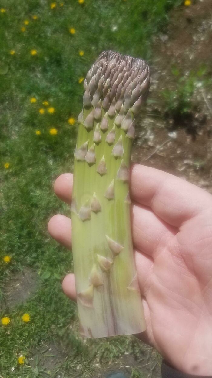 This Wide Asparagus