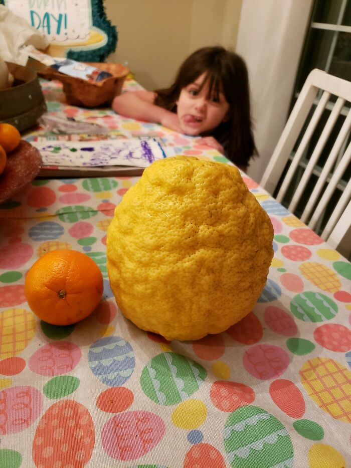 A Mega-Sized Lemon From My Lemon Tree. Tangerine For Scale
