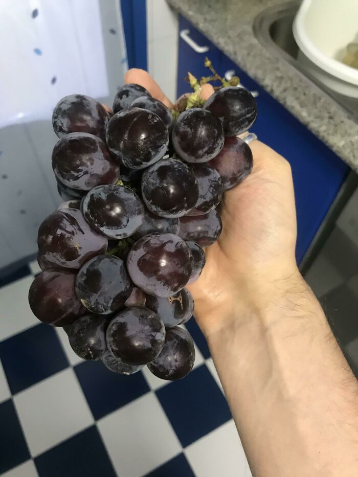 Las uvas que mi padre cultiva y que parecen ciruelas