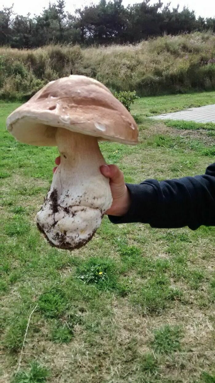 This Mushroom I Found 5 Years Ago