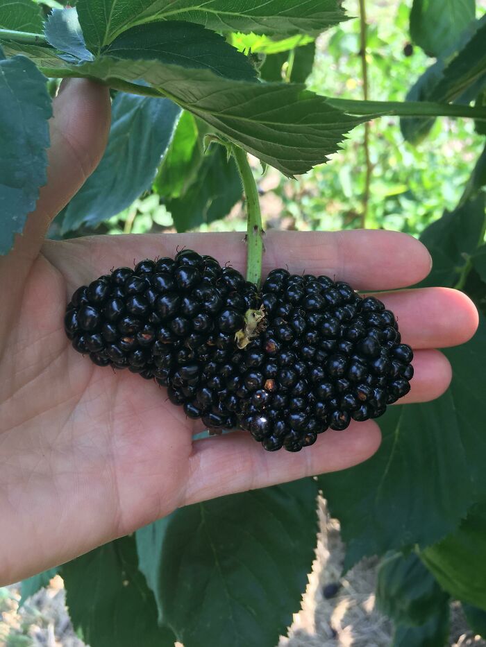 Weirdest Blackberry I’ve Ever Seen. Crested Black Satin Thornless Blackberry