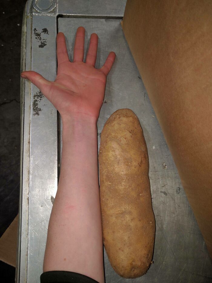 Potato The Size Of My Forearm