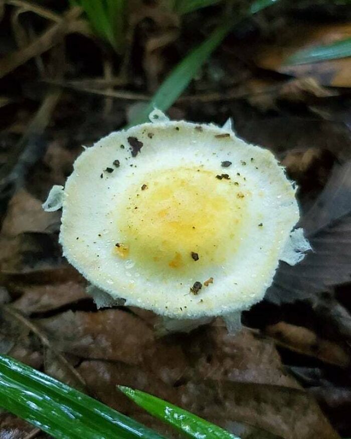 Encontré un hongo que parece un huevo frito