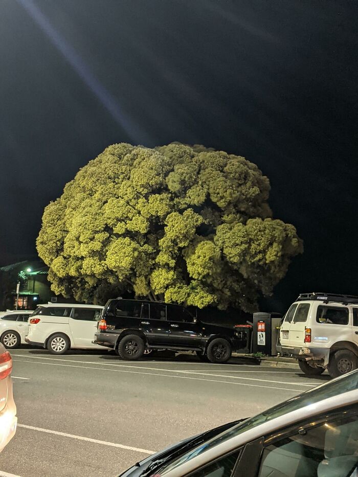 This Tree Looks Like Broccoli