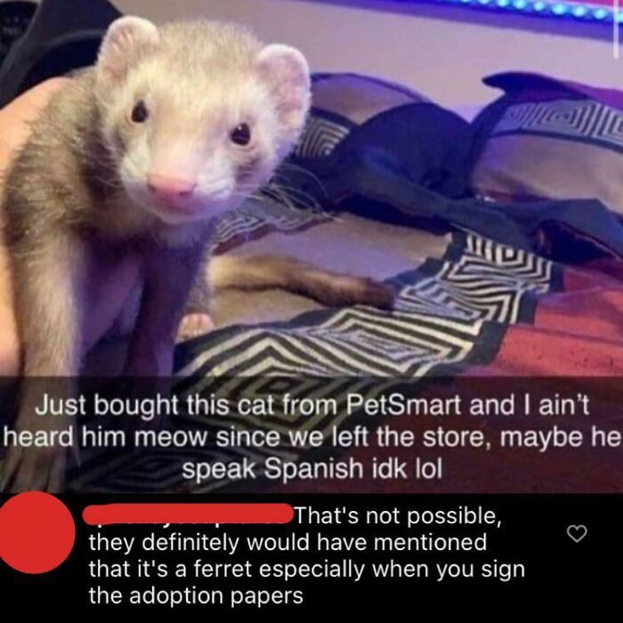 C'mon, Pet Smart Would've Told You It Was A Ferret