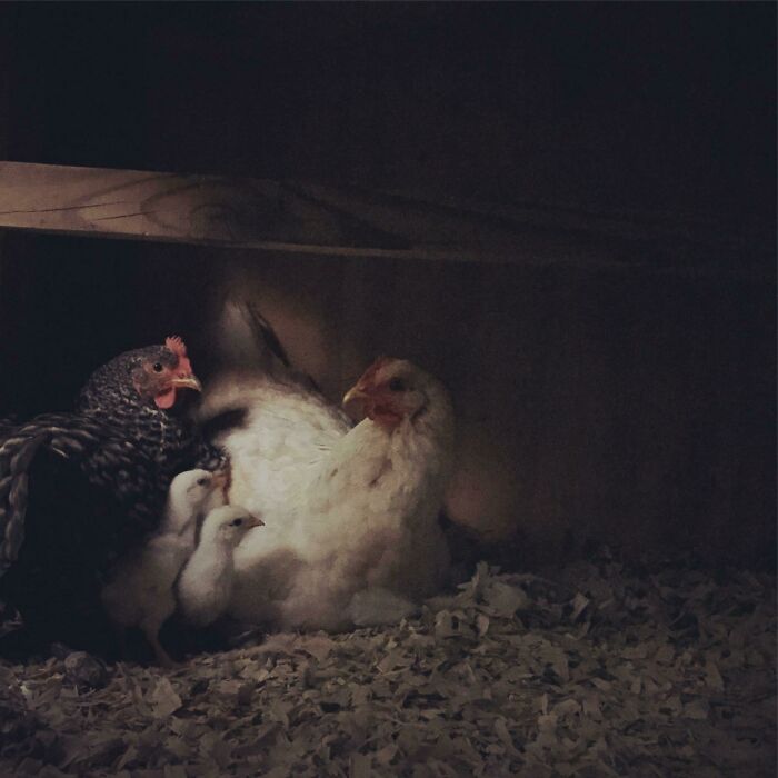 Stuck My Arm In The Coop To Sneak A Pic Of The Hens Settling Down At Dusk One Night- “Magic Hour”