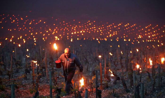 Los agricultores franceses utilizan el fuego para intentar salvar sus viñedos durante las noches frías