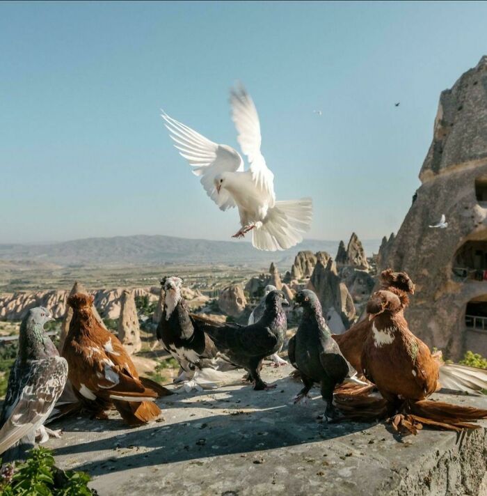 Pigeon The Grey Fights Balrog And Becomes Pigeon The White. The Fellowship Is Stunned