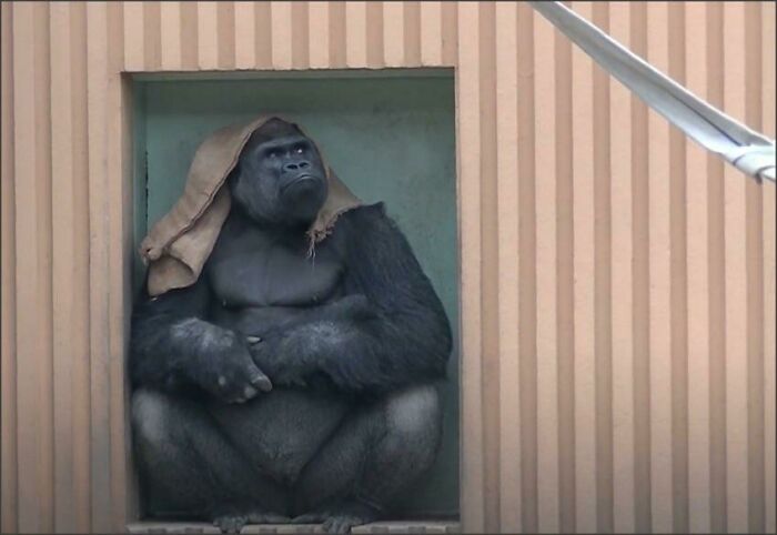 Silverback Waiting For The Rain To Stop