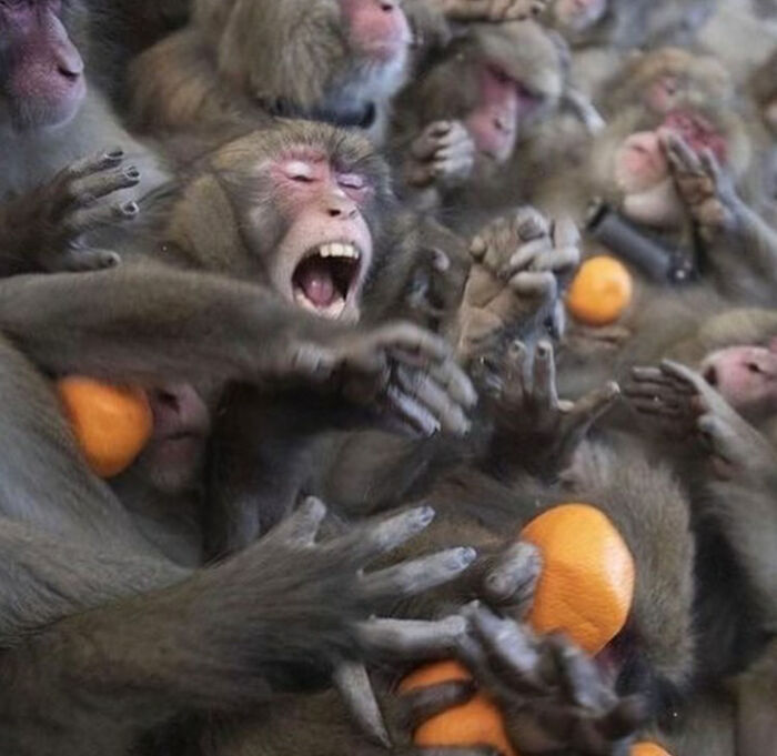 Monkey Fighting For Orange