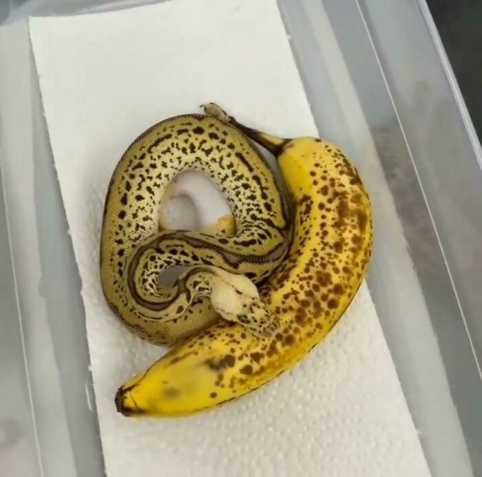 Forbidden Banana