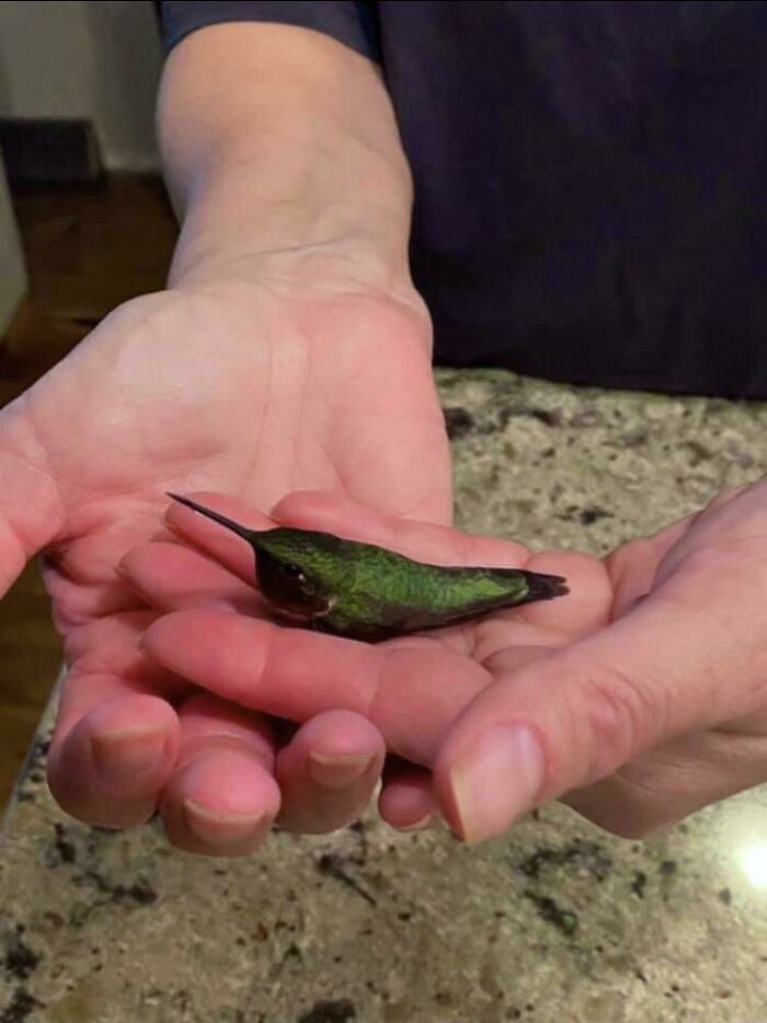 Un colibrí que parece un jalapeño