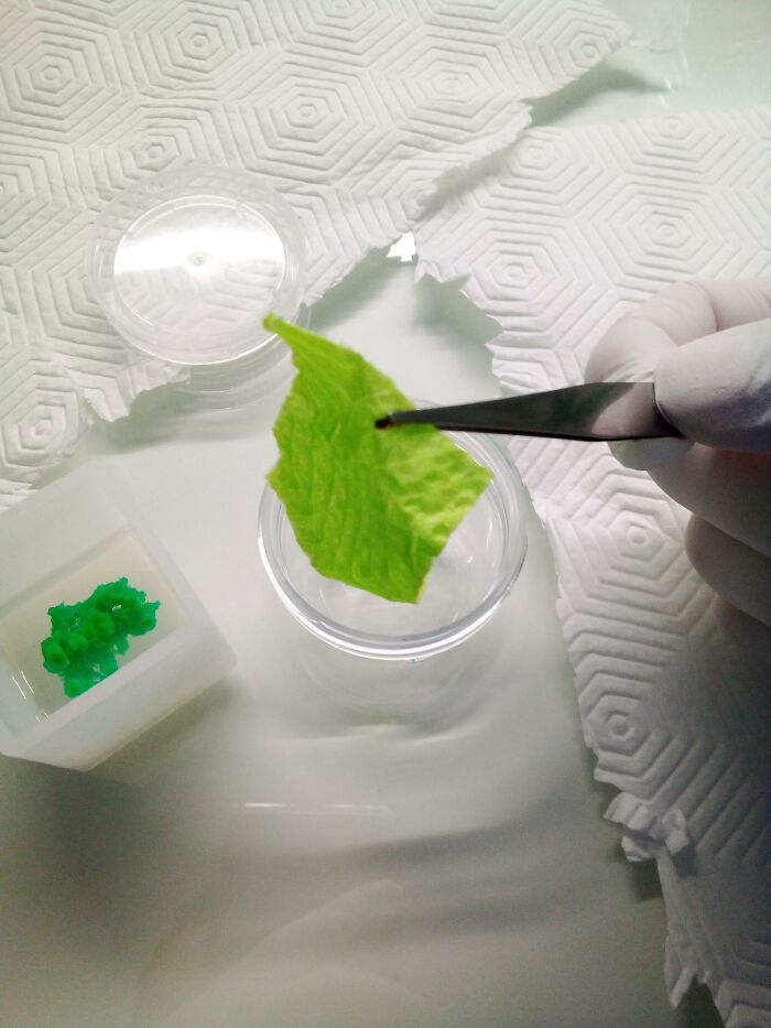 Forbidden Lettuce (Copper(II) Chloride Stained Paper Towel)