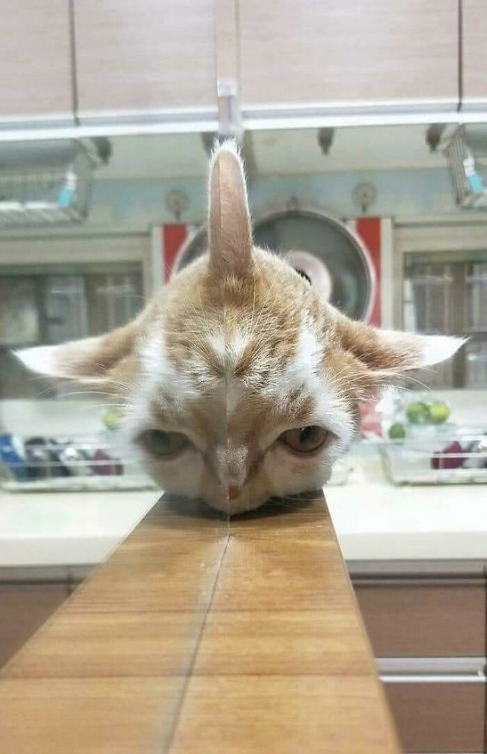 Blursed Cat