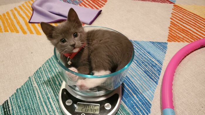 Finally Over Two Pounds! I Can Haz Adoption Now?