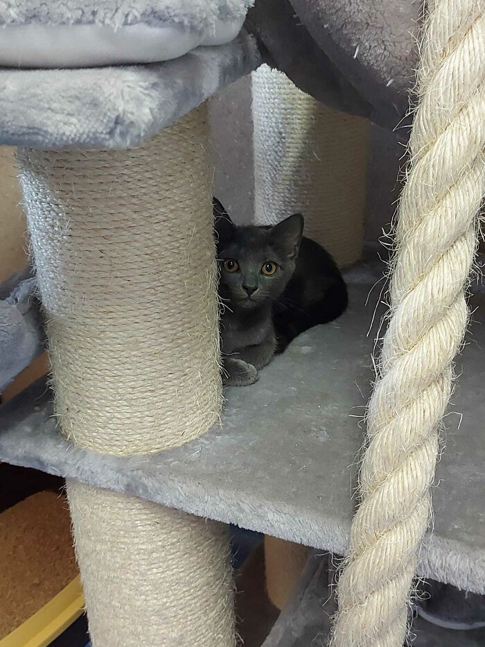 My Girlfriend Is Gonna Adopt This Little Baby Tomorrow And We Are Looking For Some Names! He Is A Male Grey Cat With A Neurologic Problem That Makes Him A Little Bit Wiggly