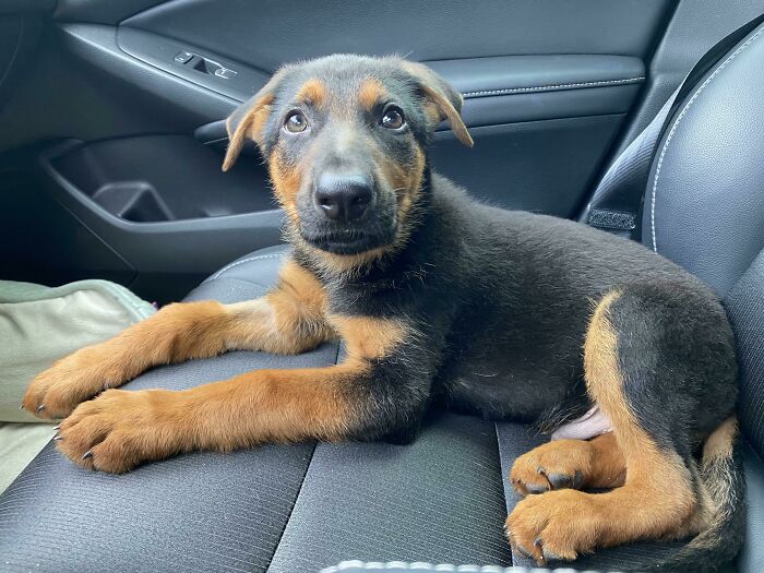 This Sweet Boy Was Adopted Today. Meet My German Shepherd, Ace