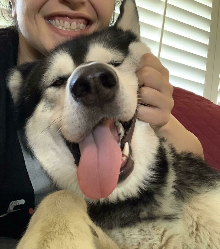 We Adopted Our Foster/Rescue. This Is Lewie, Our 97lb Alaskan Malamute!