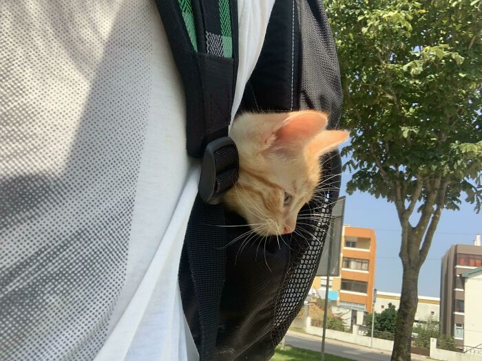 I Adopted Him 5 Days Ago ! Meet Shrimp My Backpack Buddy