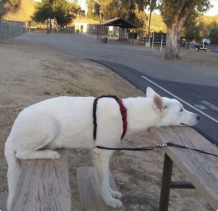 Este perro está sentado, de pie y tumbado al mismo tiempo